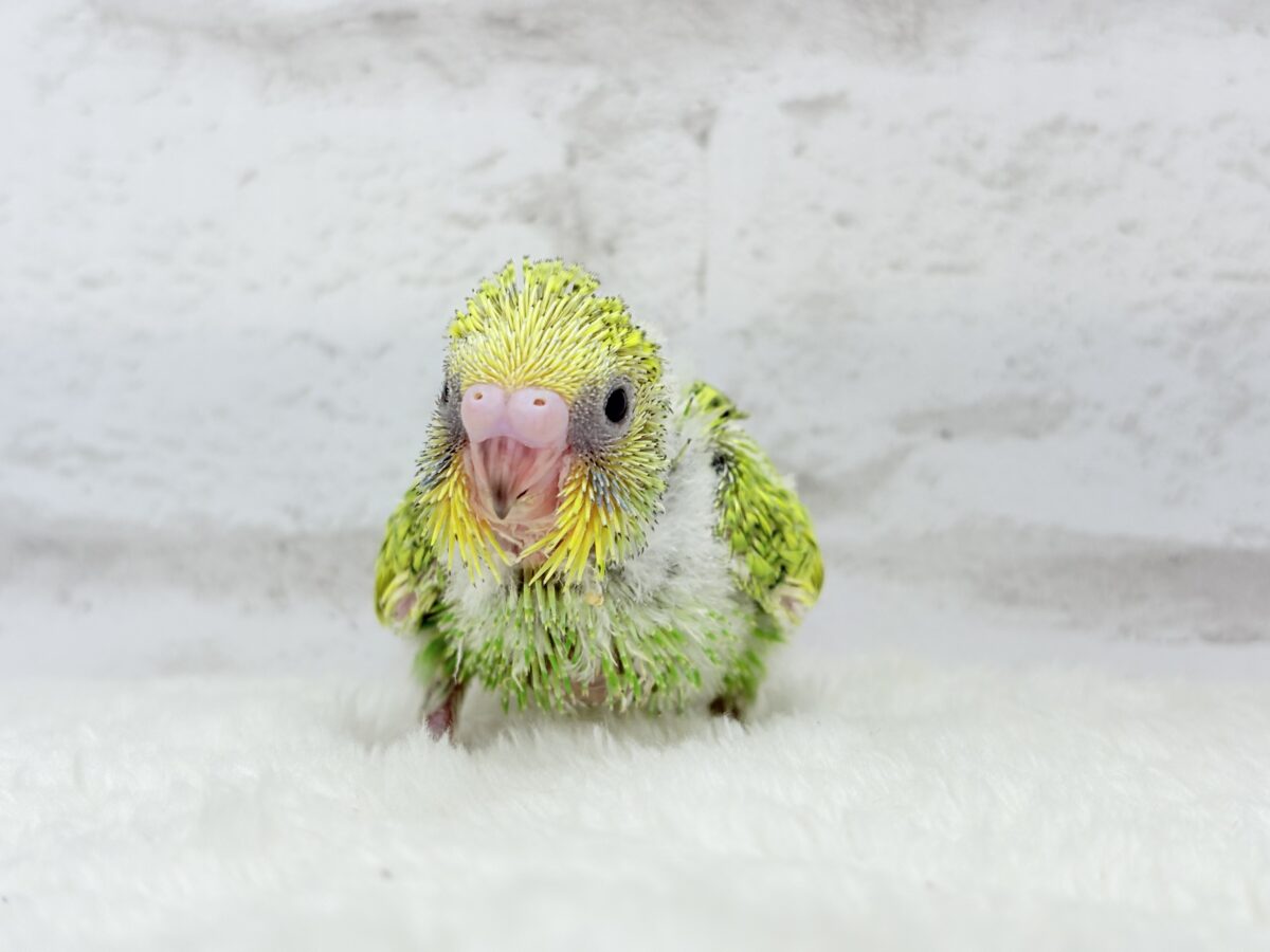 【最新画像更新🪄】新緑カラー🌿💚セキセイインコ(スパングル) ヒナ セキセイインコ