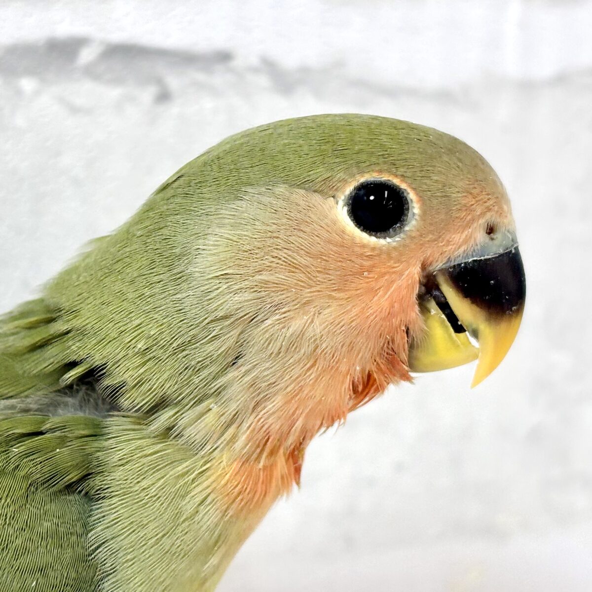 コザクラインコ ダークグリーン 🌱🌳⋆⁎ コザクラインコ(小桜インコ)