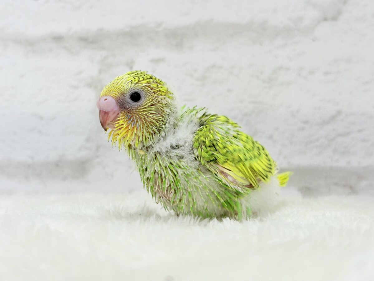 【最新画像更新🪄】新緑カラー🌿💚セキセイインコ(スパングル) ヒナ セキセイインコ