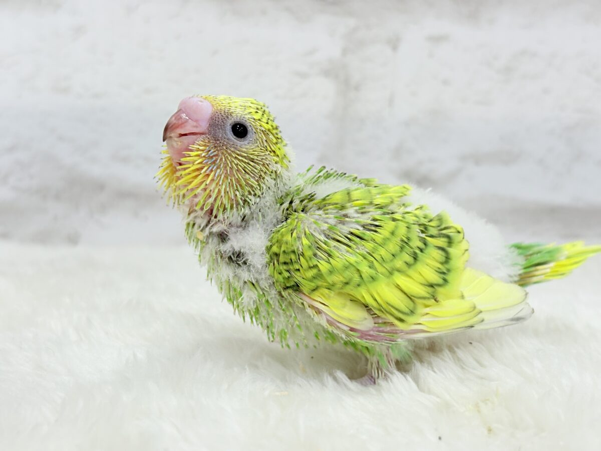 【最新画像更新🪄】新緑カラー🌿💚セキセイインコ(スパングル) ヒナ セキセイインコ