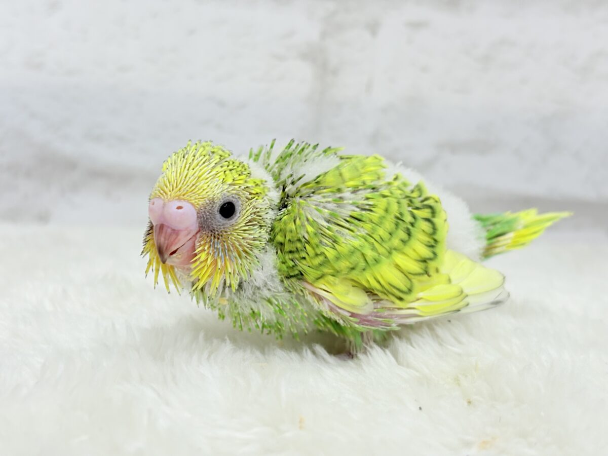【最新画像更新🪄】新緑カラー🌿💚セキセイインコ(スパングル) ヒナ セキセイインコ