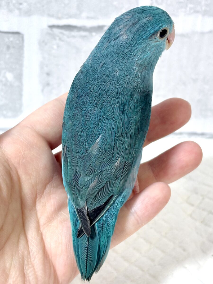 マメルリハ