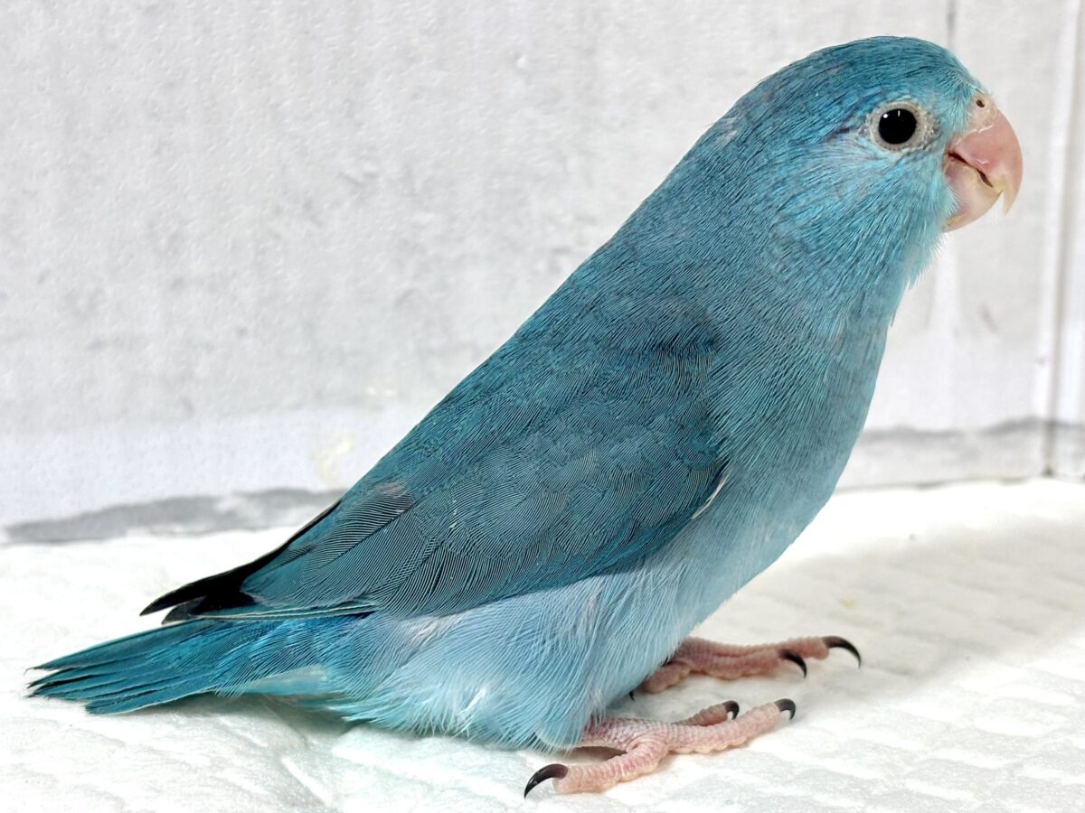マメルリハ