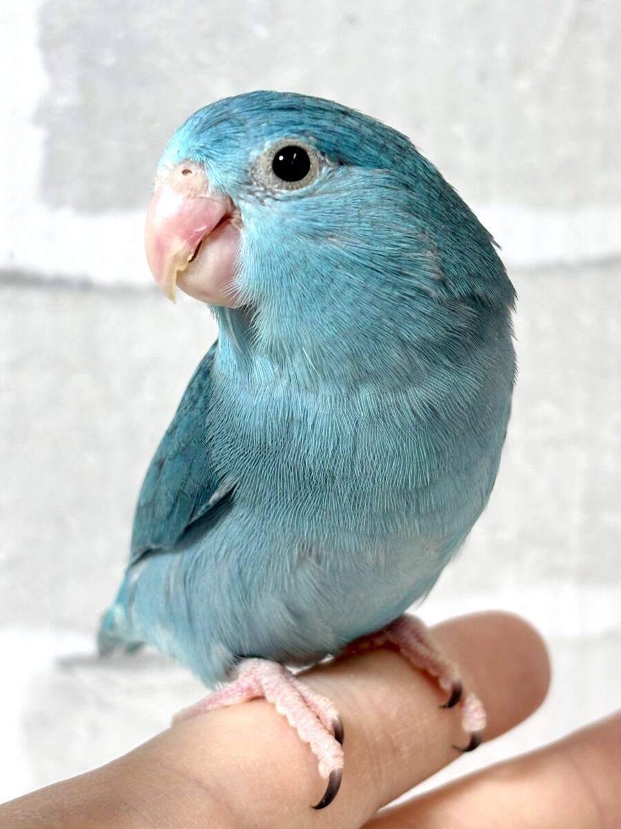 マメルリハ