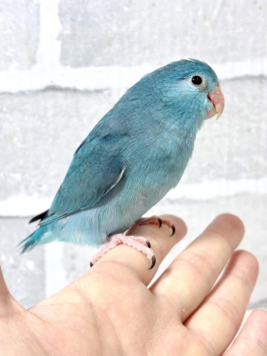 マメルリハ