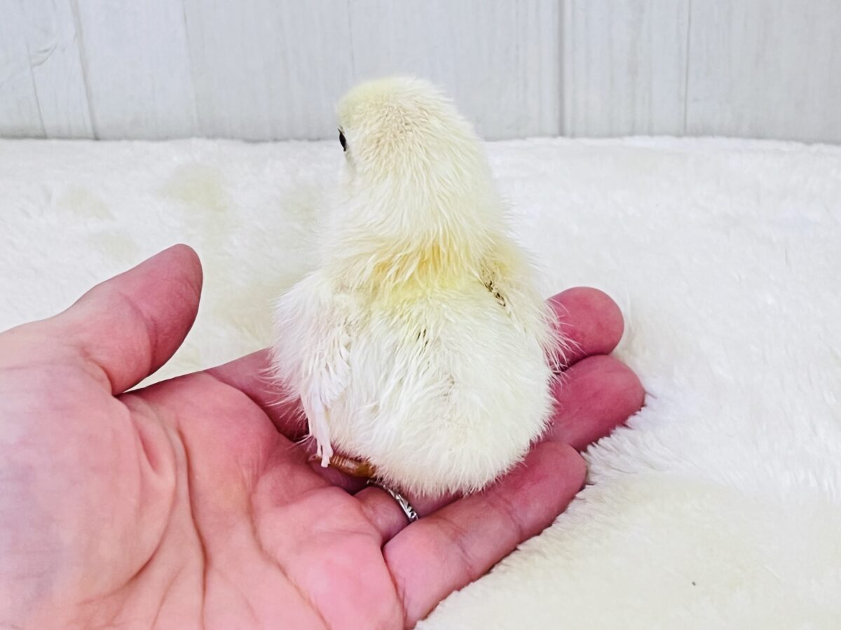 ぴよぴよ再び‼︎チャボのひよこさん♡🐣 ■■■ チャボ、ニワトリの仲間 ■■■