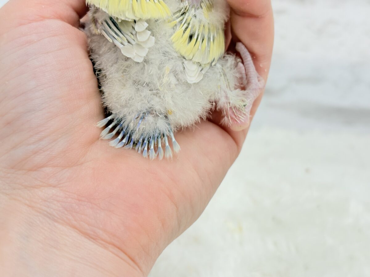 【最新画像更新🪄】ふんわり柔らか癒し系🪅コザクラインコ(シナモン) ヒナ コザクラインコ(小桜インコ)