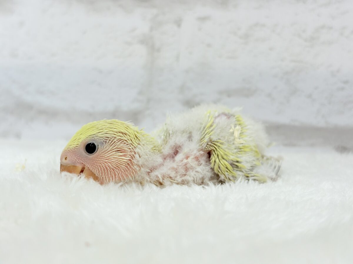 コザクラインコ（小桜インコ）