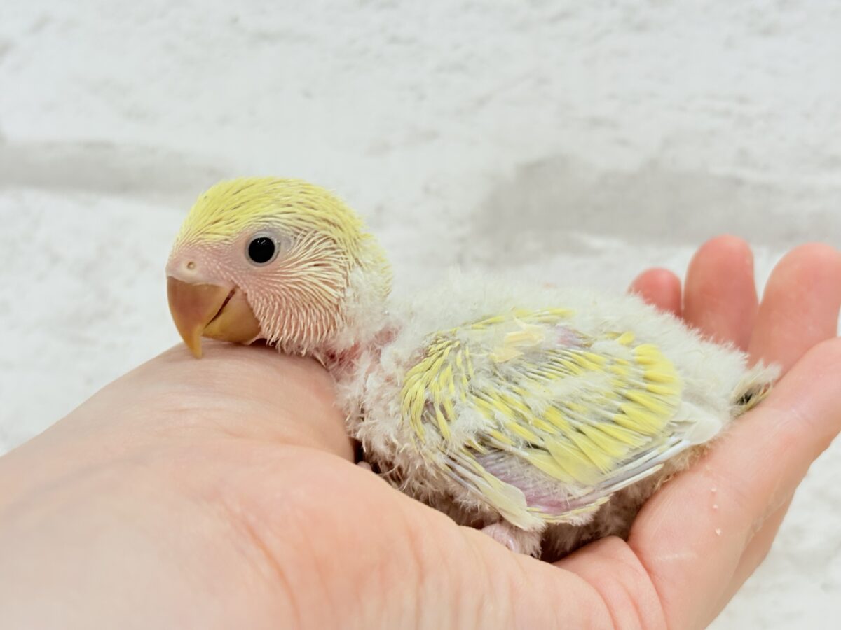 コザクラインコ（小桜インコ）