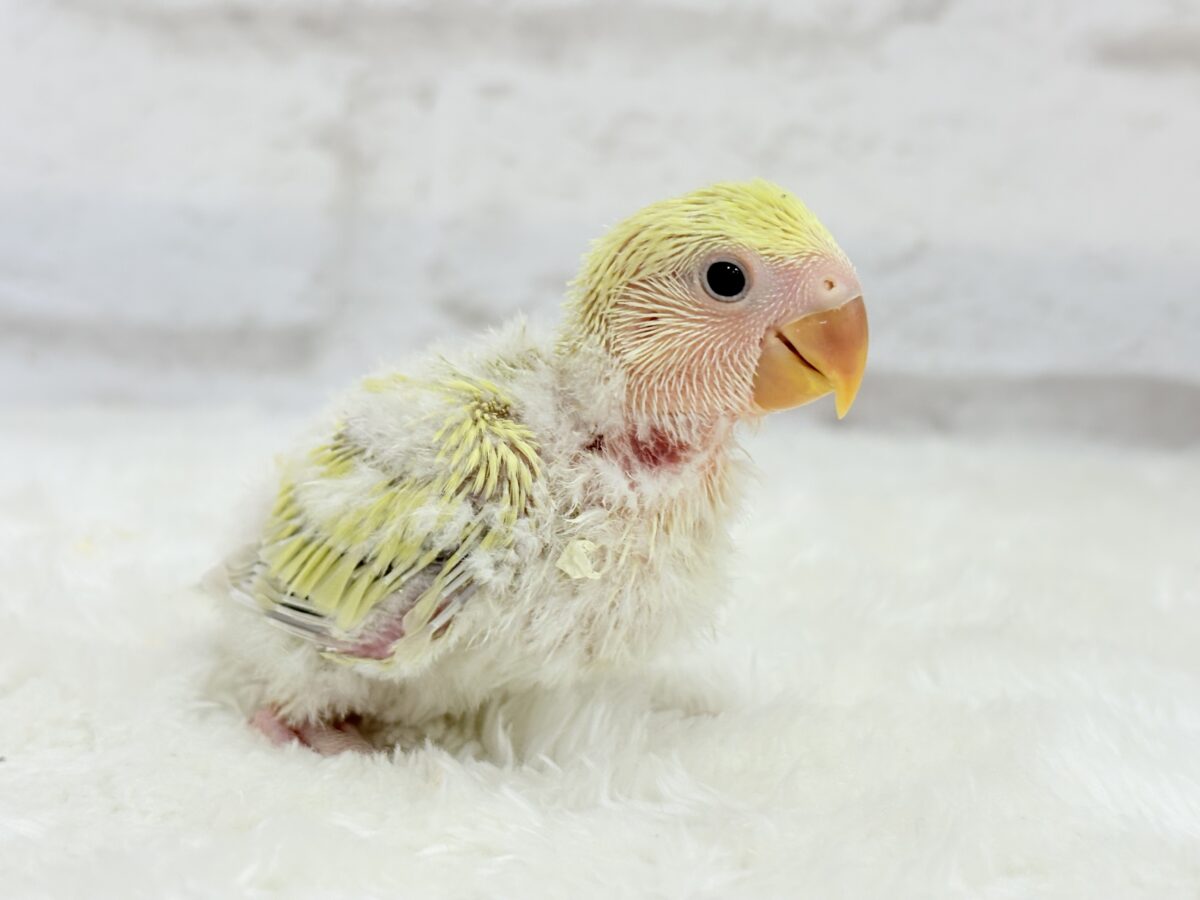 コザクラインコ（小桜インコ）