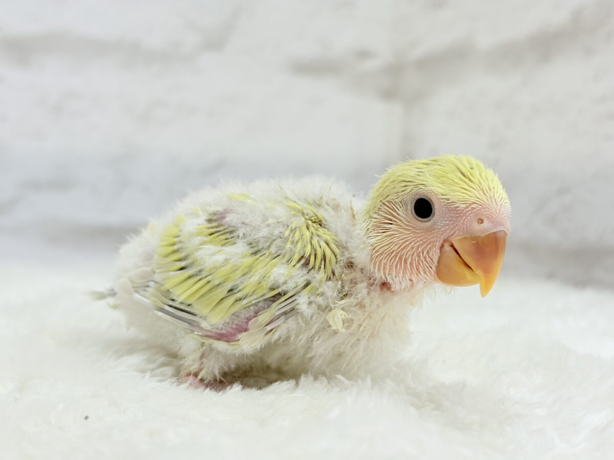【最新画像更新🪄】ふんわり柔らか癒し系🪅コザクラインコ(シナモン) ヒナ コザクラインコ(小桜インコ)