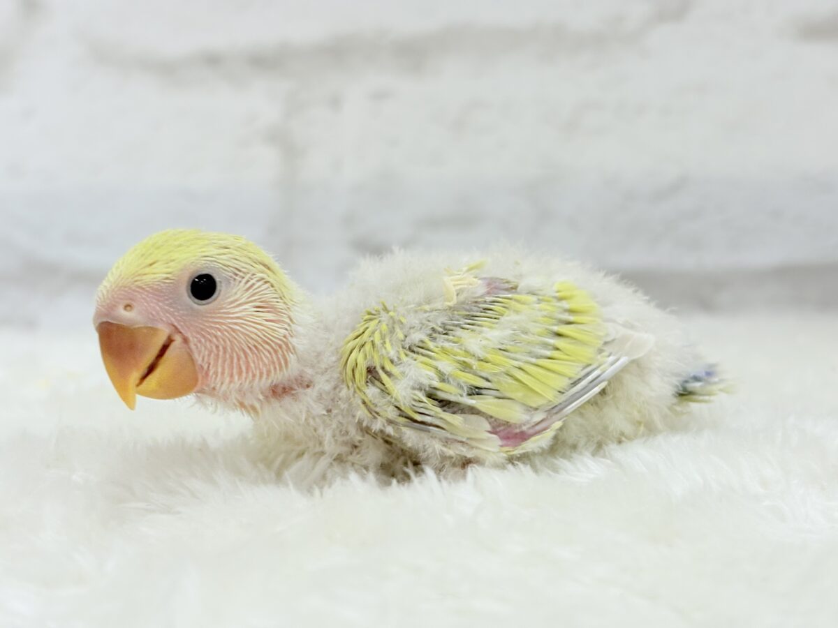 コザクラインコ（小桜インコ）