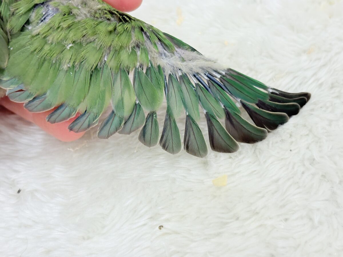 【最新画像更新🪄】キリッとしたお顔が魅力的🐣🫧コザクラインコ(ノーマル) ヒナ コザクラインコ(小桜インコ)