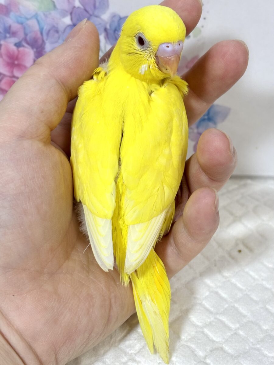 紫陽花揺れる季節に、セキセイちゃんず来てくれてます💠💐𓂃𓂂ꕤ*.゚ セキセイインコ