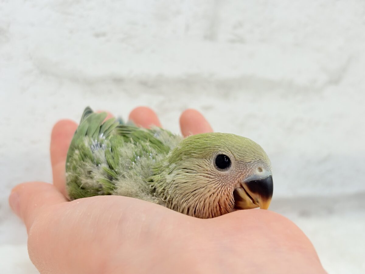 コザクラインコ（小桜インコ）