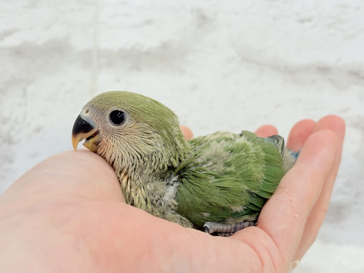 【最新画像更新🪄】キリッとしたお顔が魅力的🐣🫧コザクラインコ(ノーマル) ヒナ コザクラインコ(小桜インコ)
