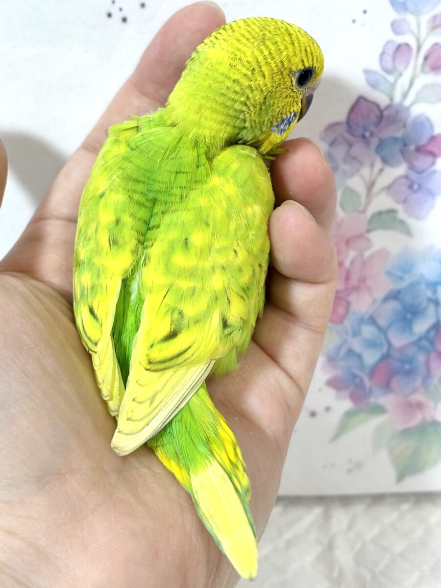 紫陽花揺れる季節に、セキセイちゃんず来てくれてます💠💐𓂃𓂂ꕤ*.゚ セキセイインコ