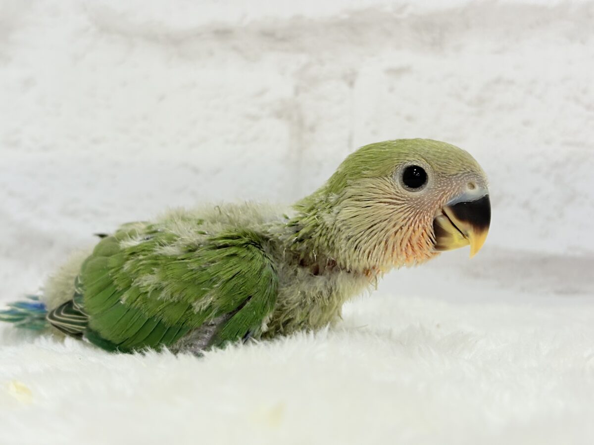 コザクラインコ（小桜インコ）