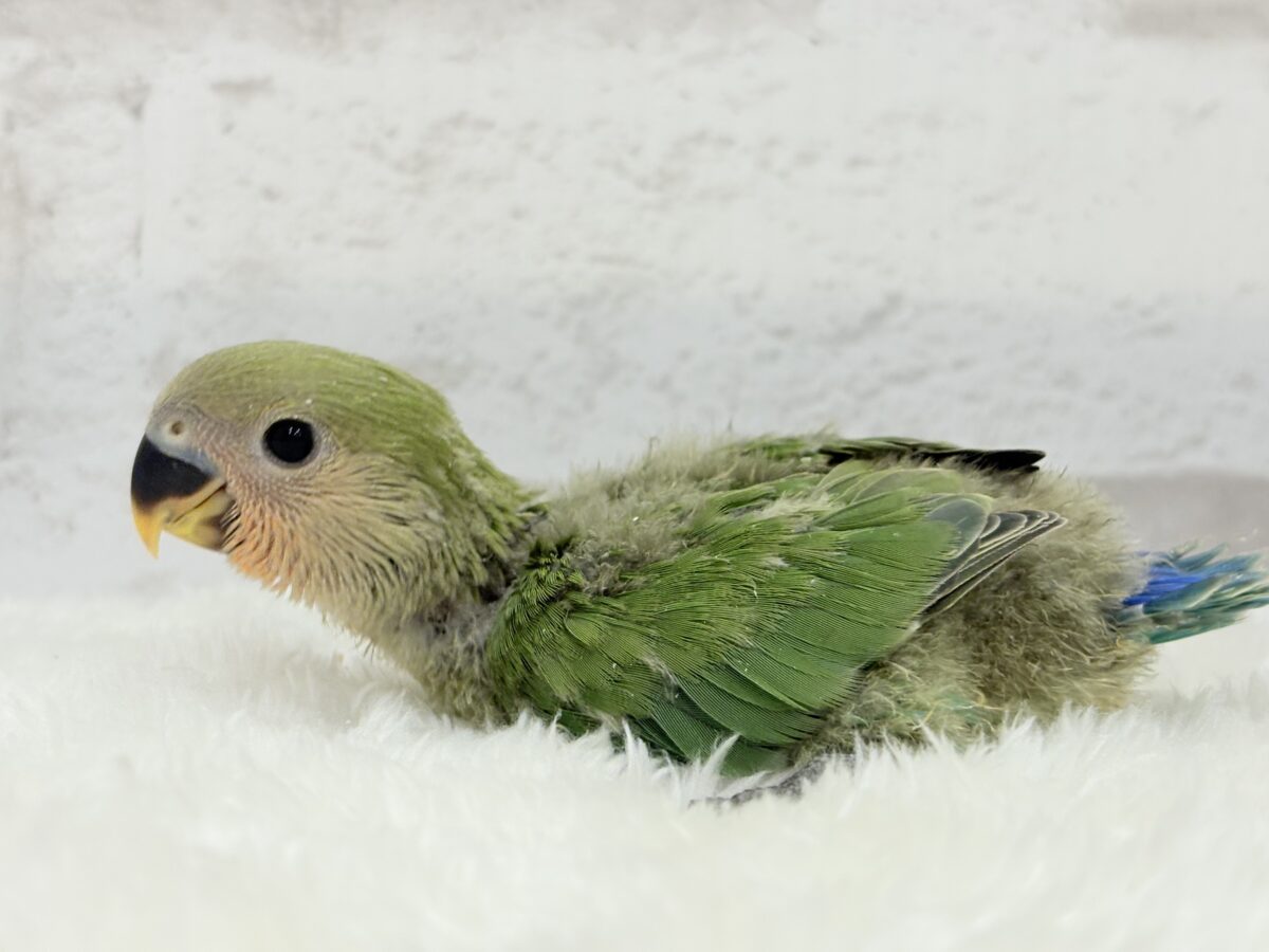 コザクラインコ（小桜インコ）