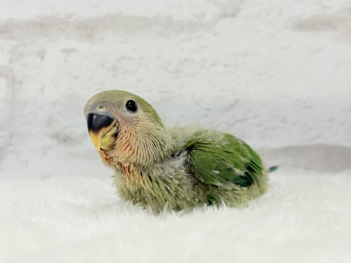 【最新画像更新🪄】キリッとしたお顔が魅力的🐣🫧コザクラインコ(ノーマル) ヒナ コザクラインコ(小桜インコ)