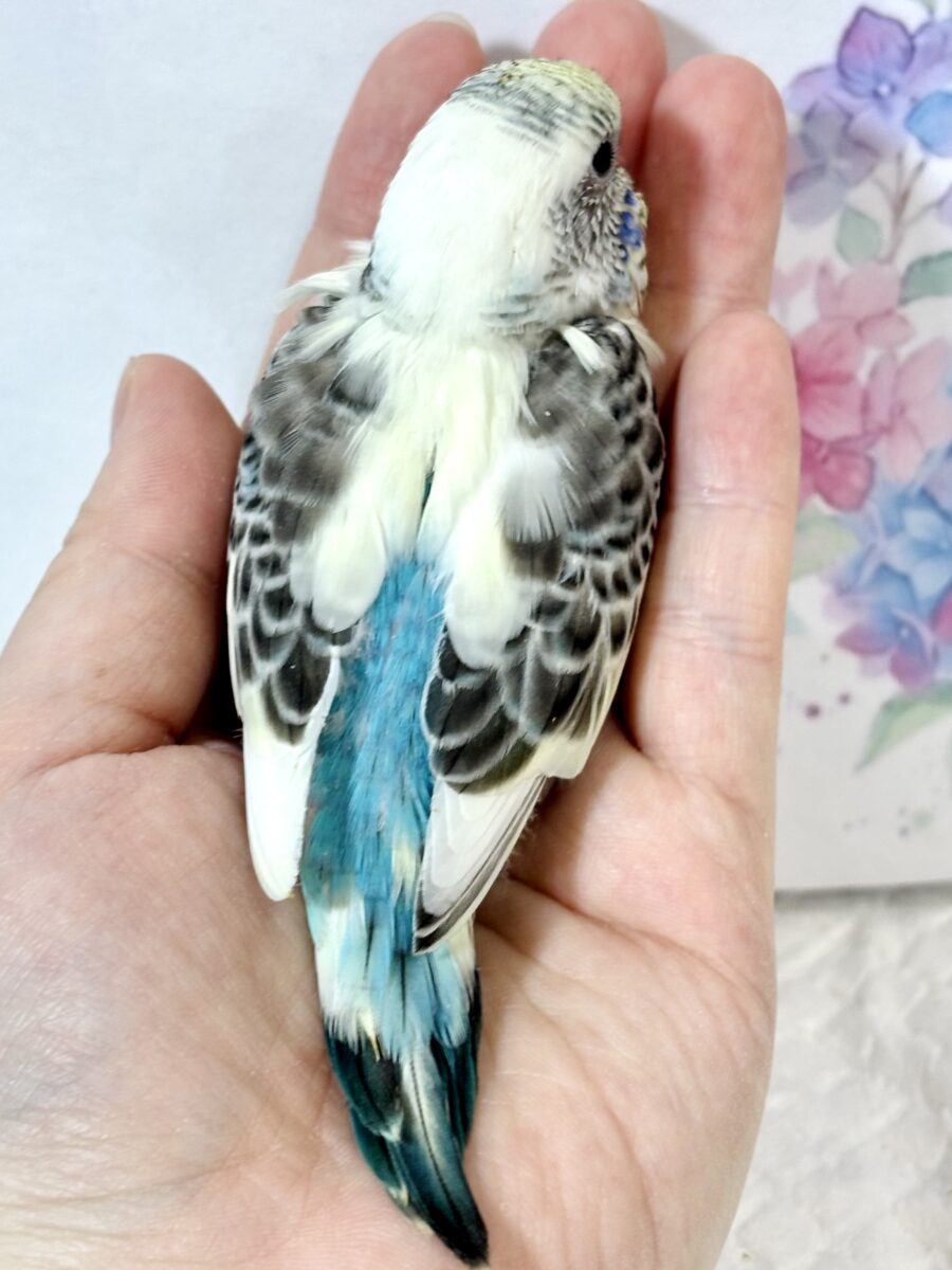 紫陽花揺れる季節に、セキセイちゃんず来てくれてます💠💐𓂃𓂂ꕤ*.゚ セキセイインコ