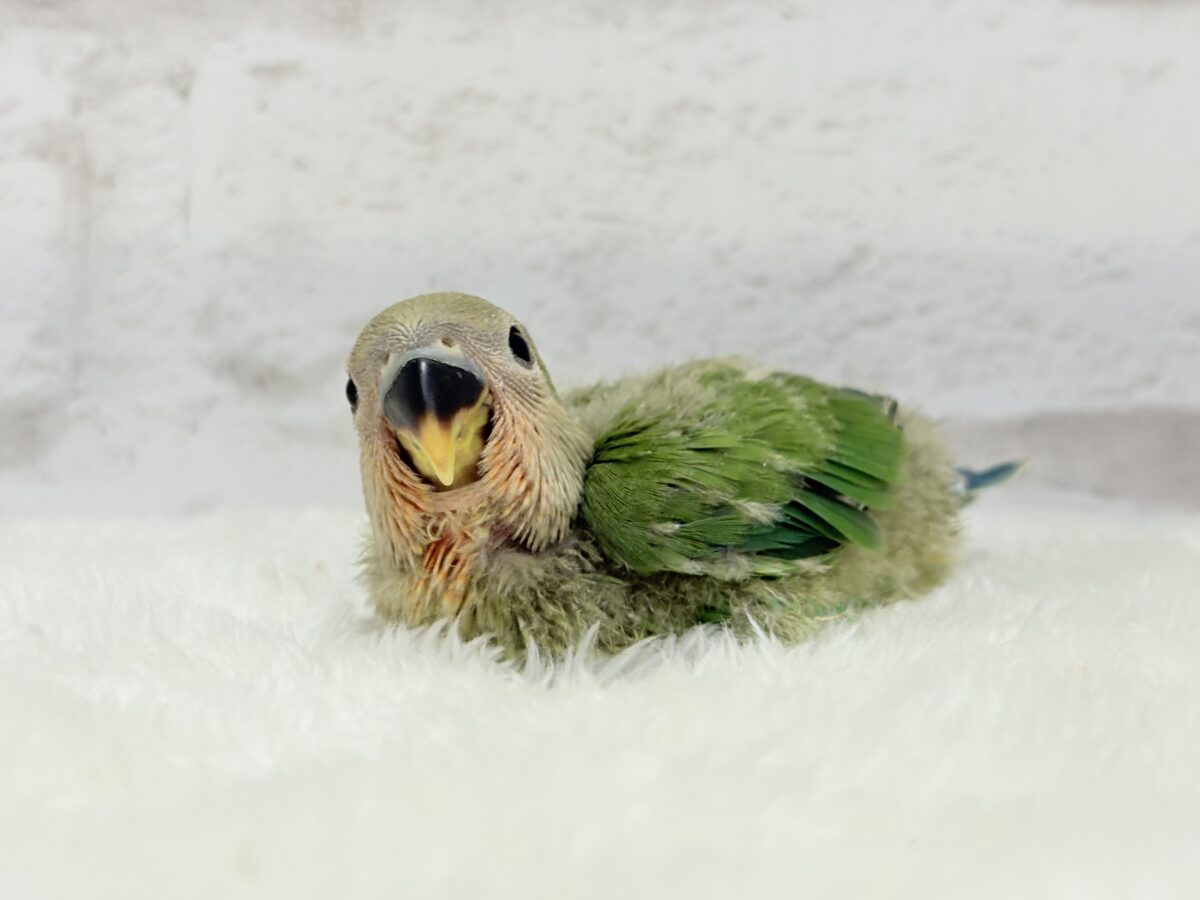 【最新画像更新🪄】キリッとしたお顔が魅力的🐣🫧コザクラインコ(ノーマル) ヒナ コザクラインコ(小桜インコ)