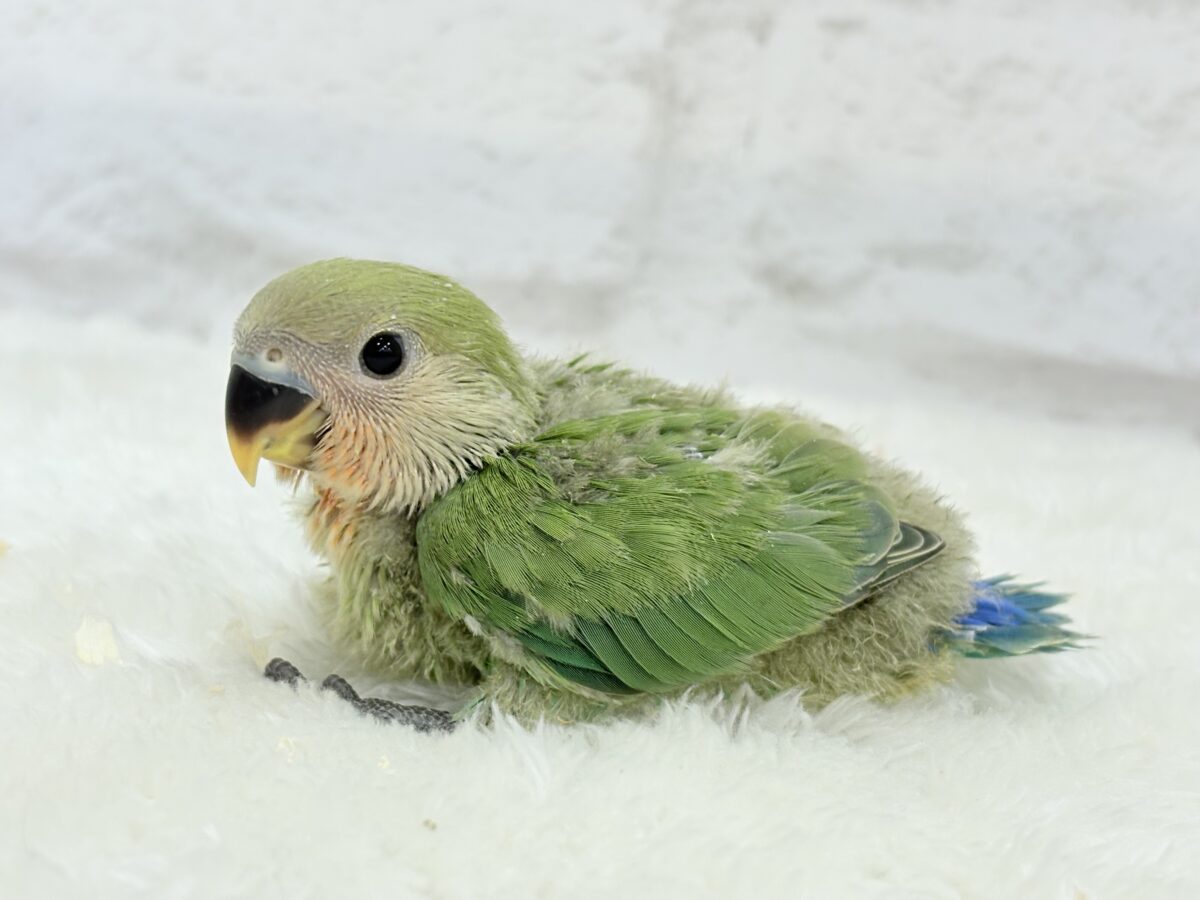 【最新画像更新🪄】キリッとしたお顔が魅力的🐣🫧コザクラインコ(ノーマル) ヒナ コザクラインコ(小桜インコ)