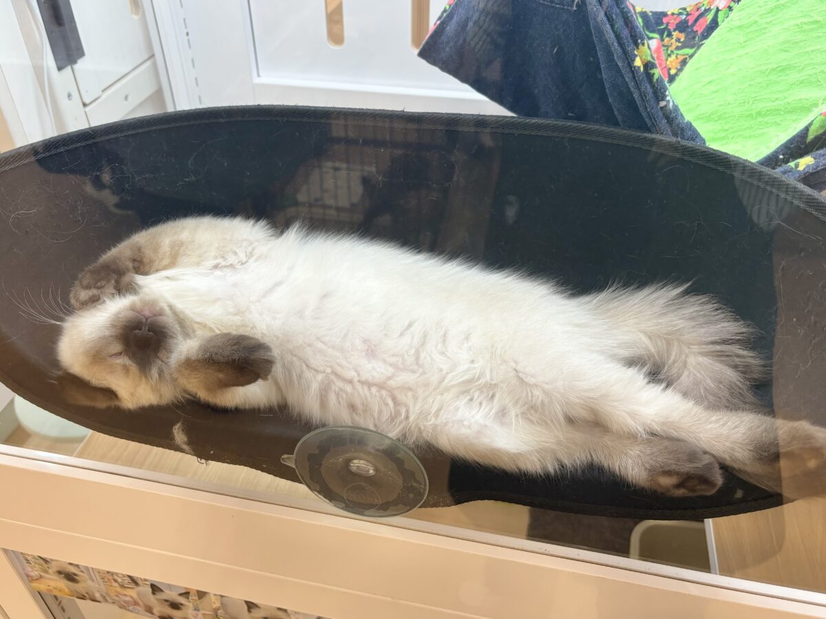 ブリティッシュショートヘア