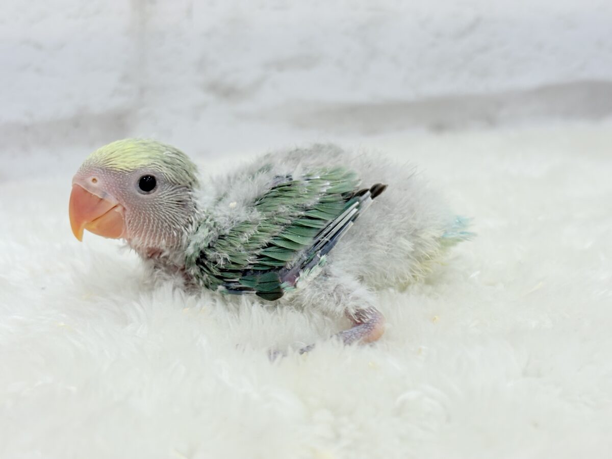 コザクラインコ（小桜インコ）