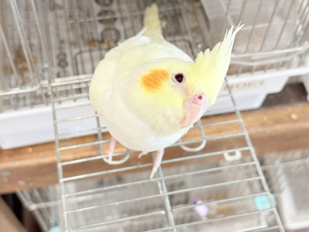 【最新画像更新🪄】あどけなさ残る表情♡オカメインコ(ルチノーパール) オカメインコ