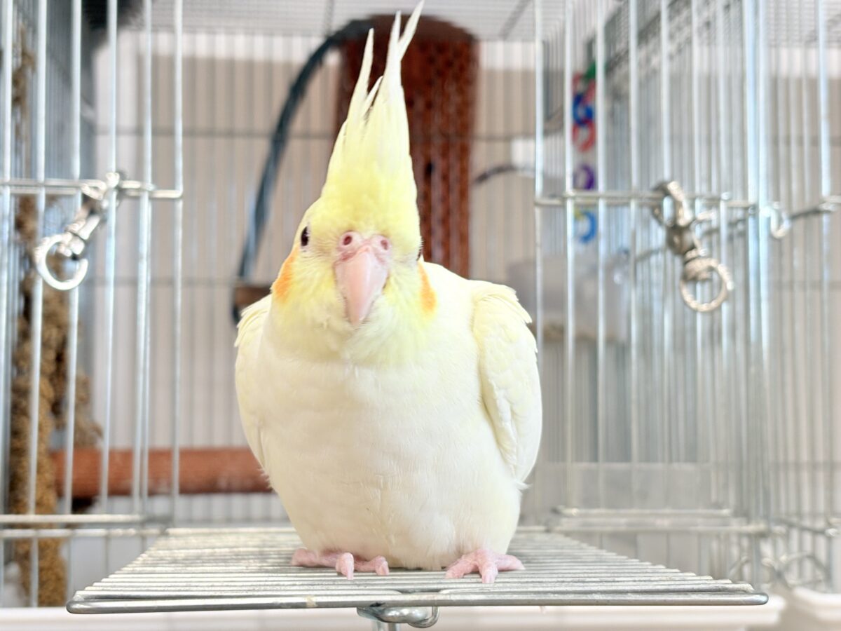 オカメインコ