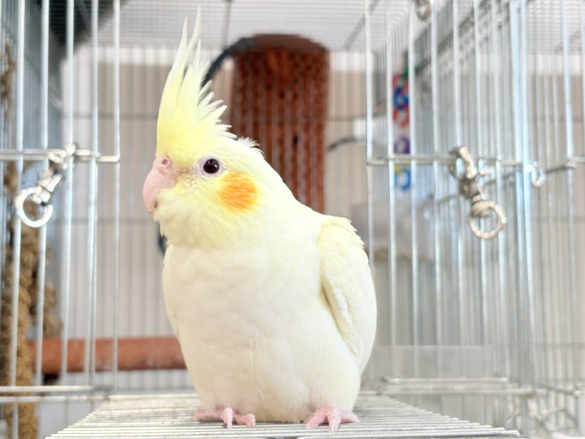 【最新画像更新🪄】あどけなさ残る表情♡オカメインコ(ルチノーパール) オカメインコ