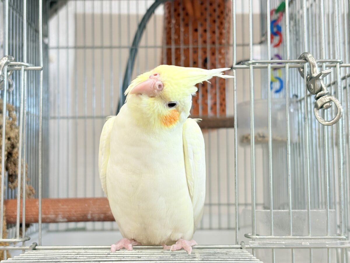オカメインコ