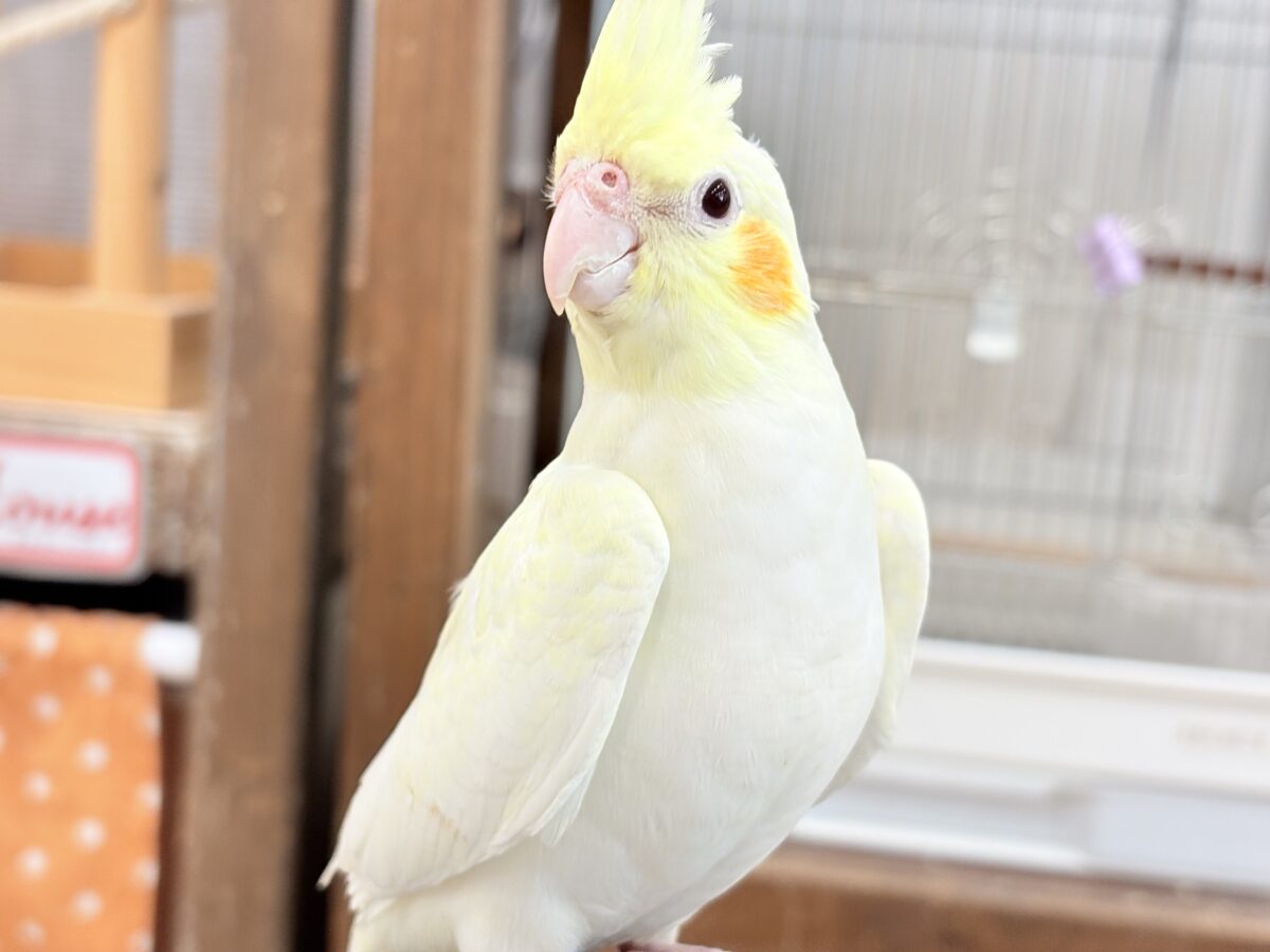 【最新画像更新🪄】あどけなさ残る表情♡オカメインコ(ルチノーパール) オカメインコ