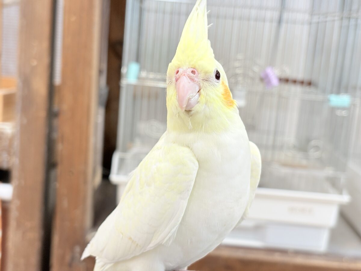 オカメインコ