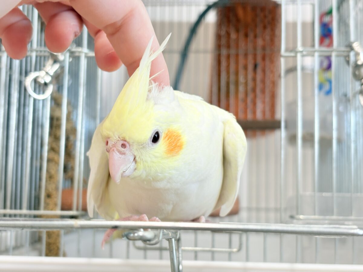 オカメインコ