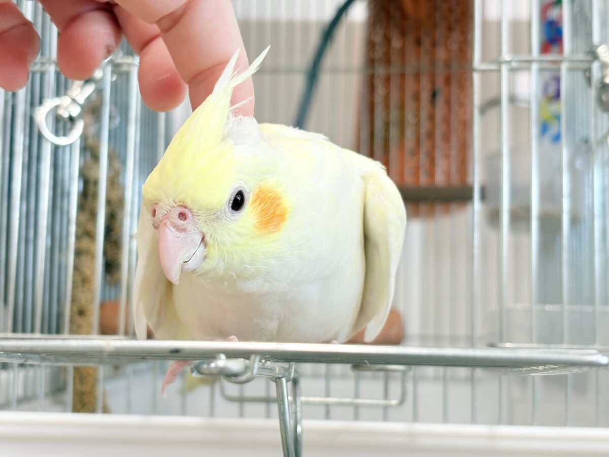 オカメインコ