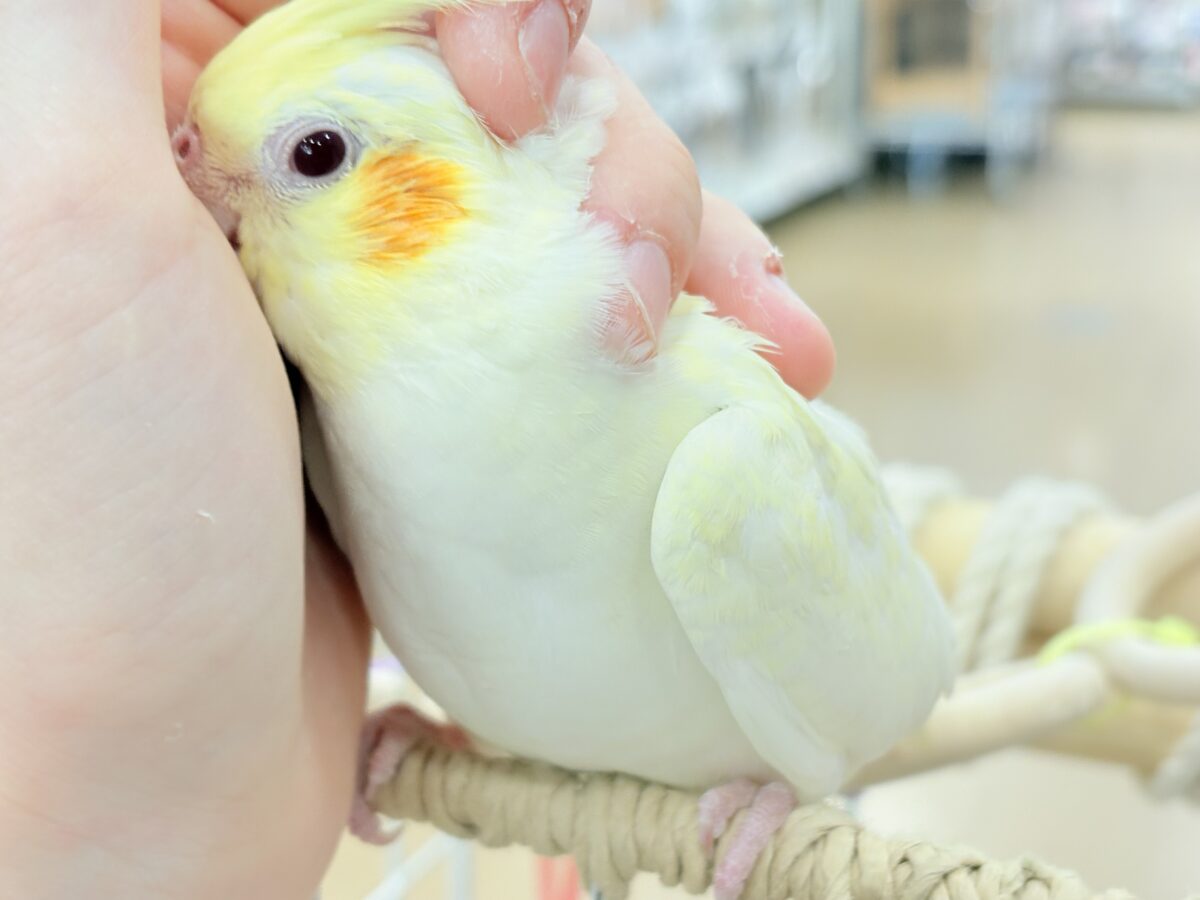 【最新画像更新🪄】あどけなさ残る表情♡オカメインコ(ルチノーパール) オカメインコ