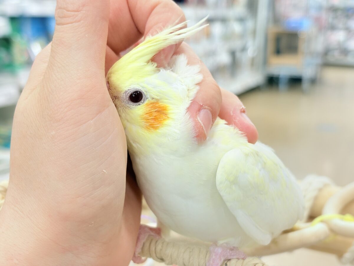 オカメインコ