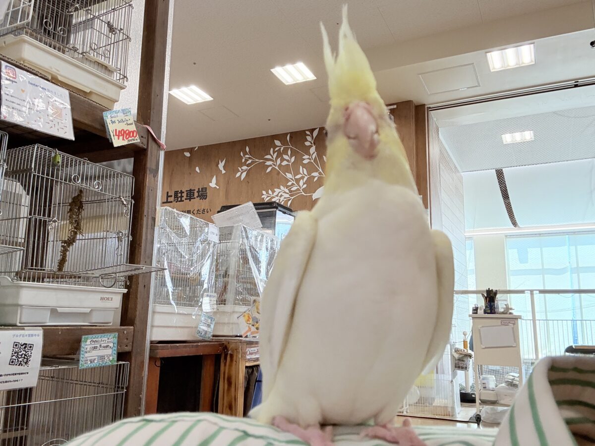 オカメインコ