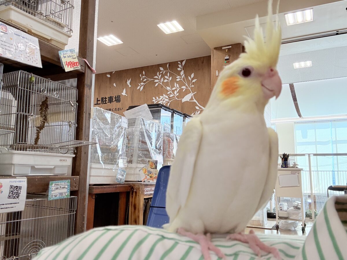オカメインコ