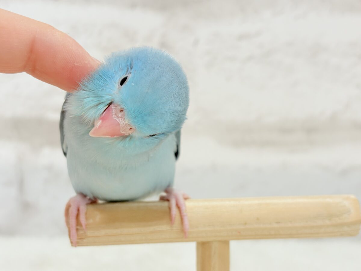 マメルリハ