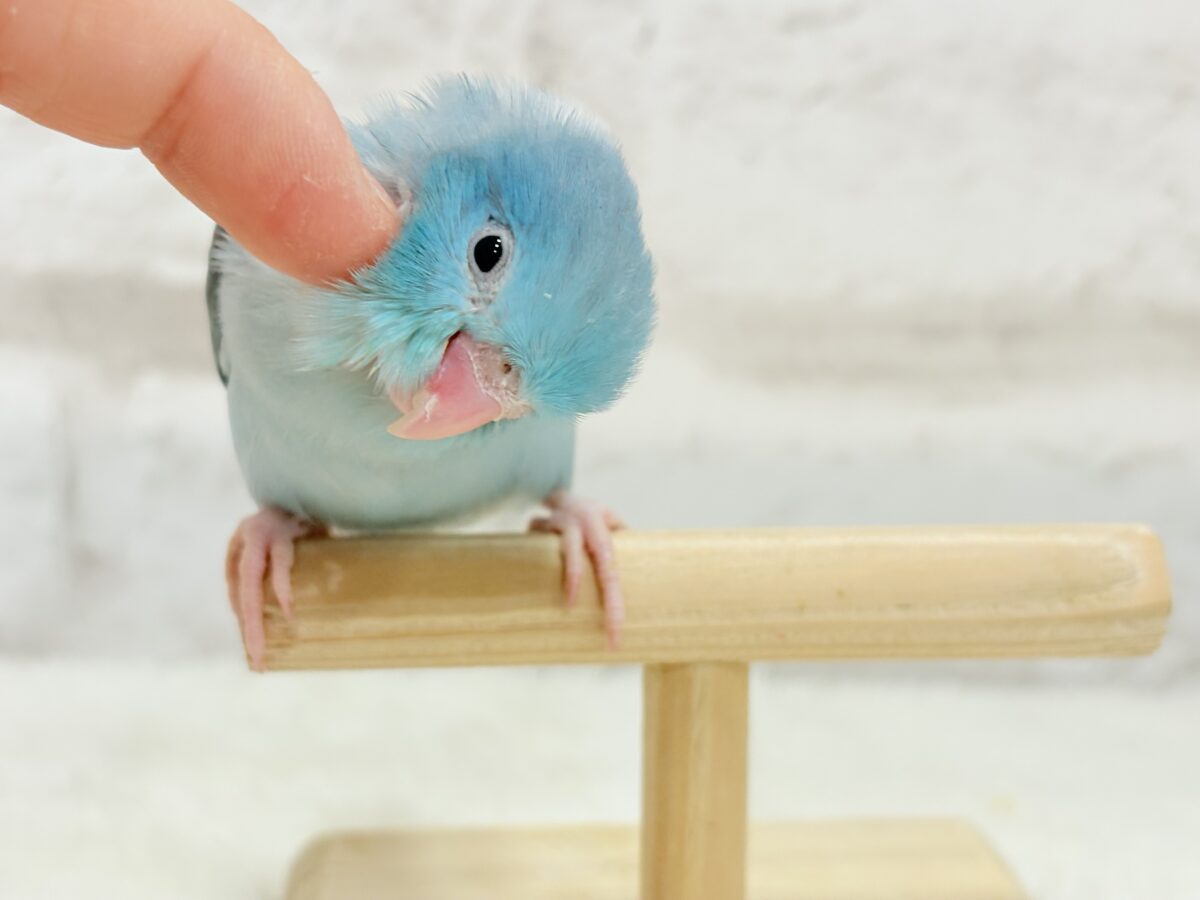 マメルリハ