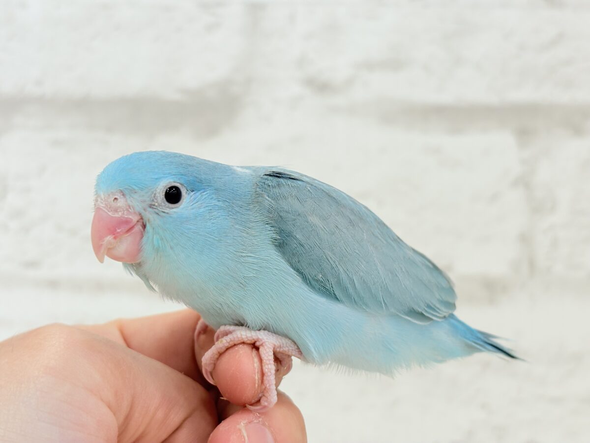 マメルリハ