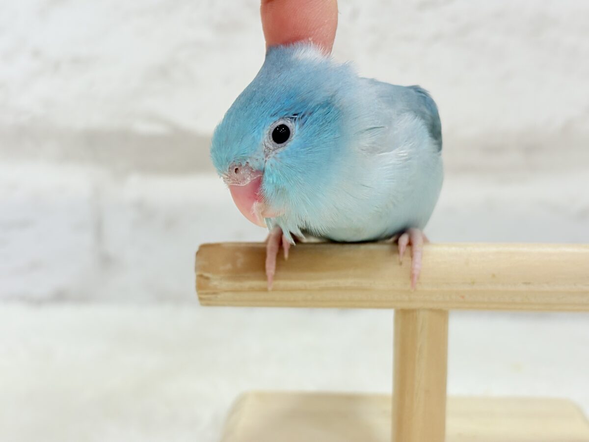 マメルリハ