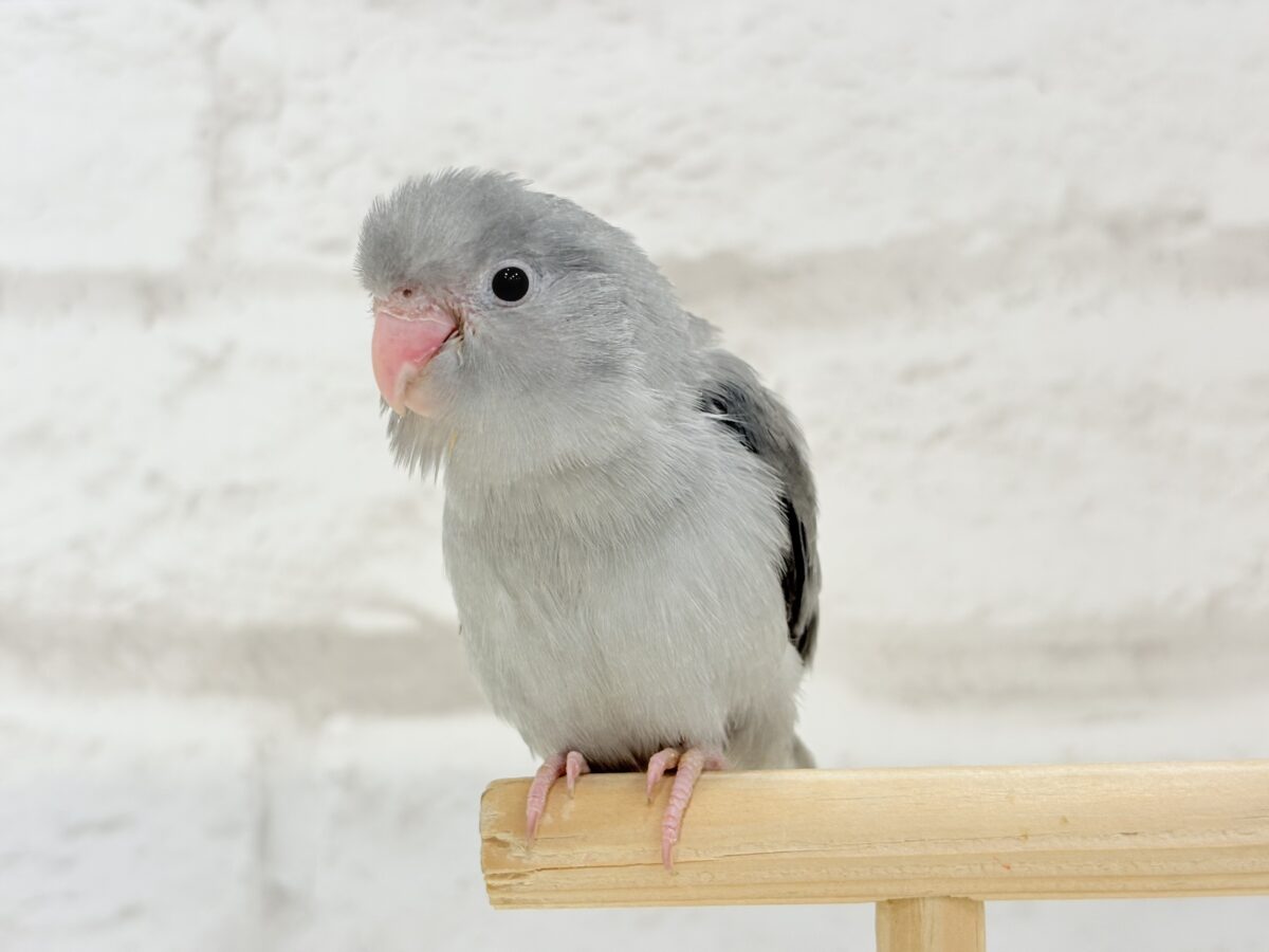 マメルリハ