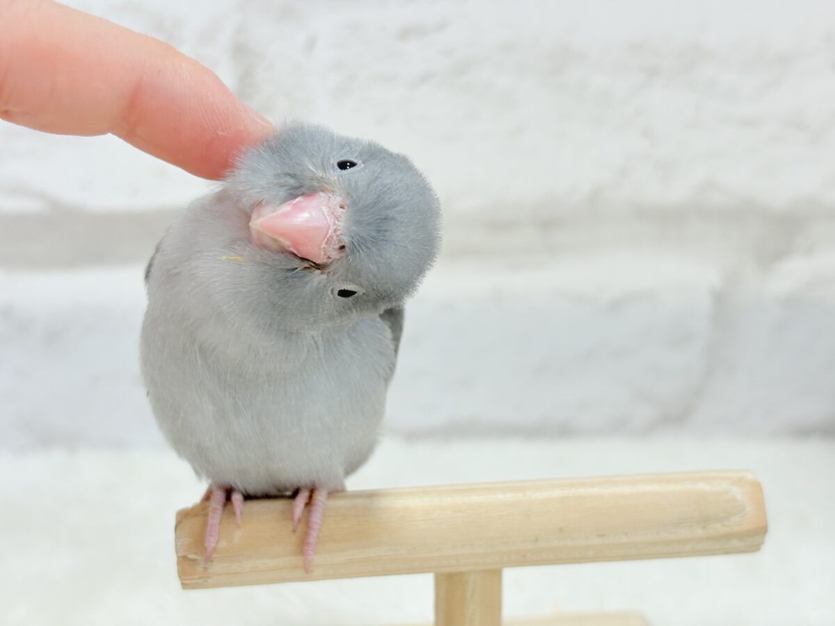 マメルリハ
