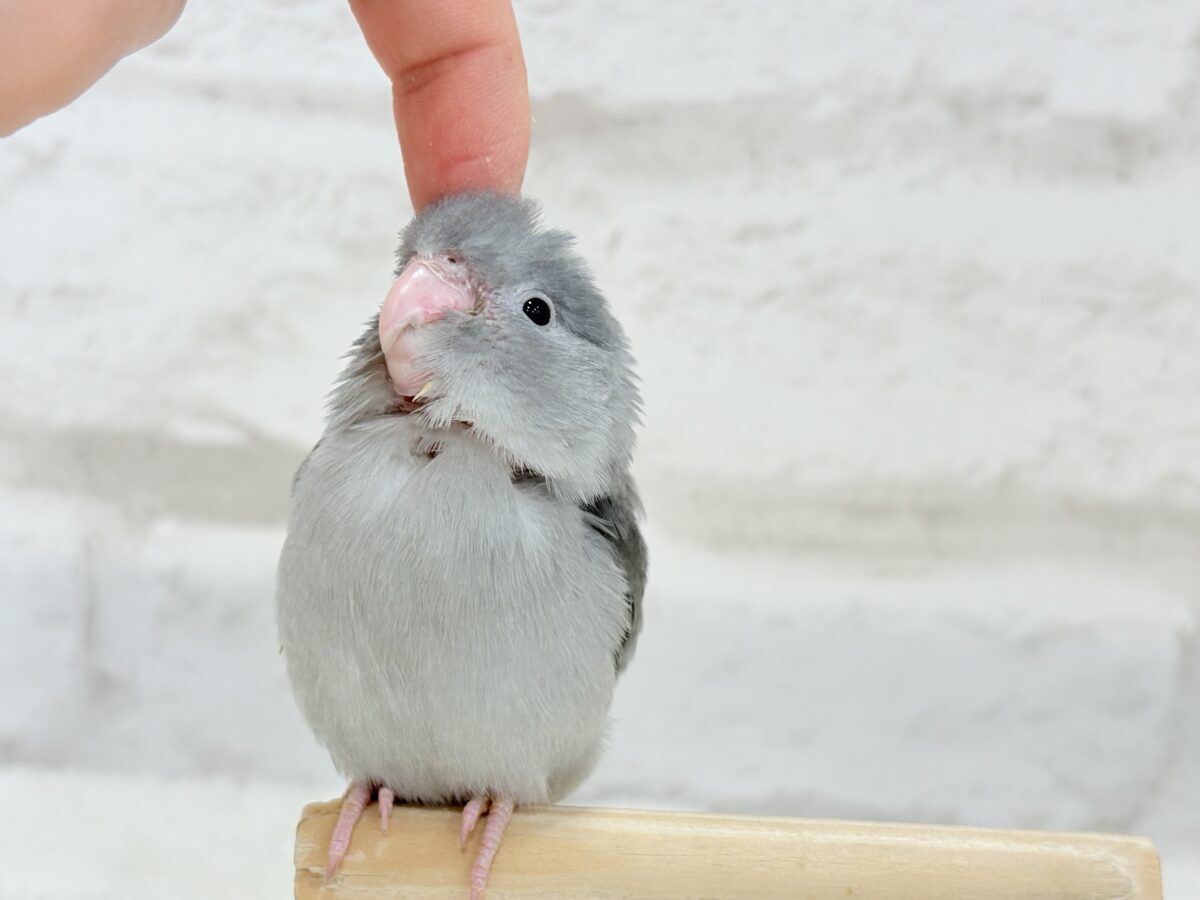 マメルリハ