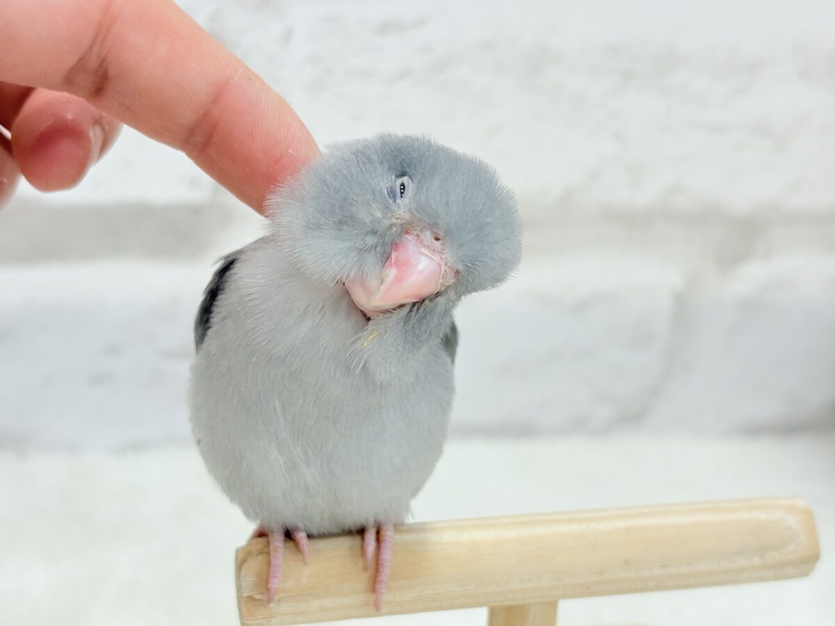 マメルリハ
