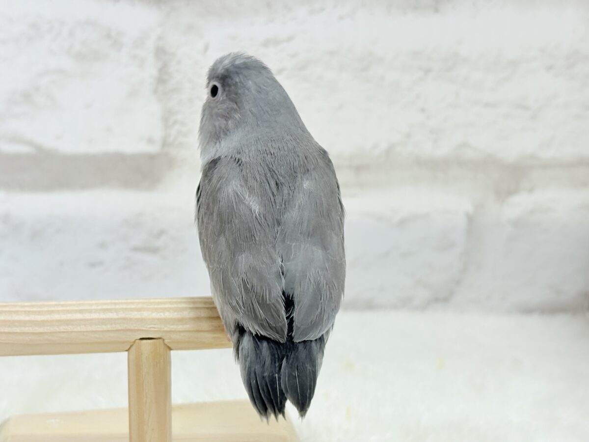 マメルリハ